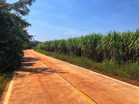 Sugar Cane Farming in Northeast Thailand