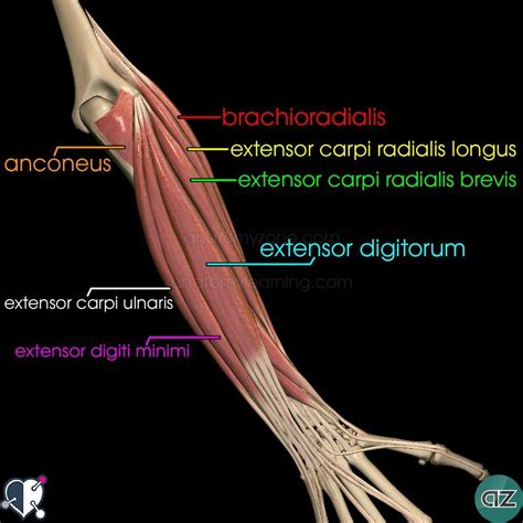 Image result for forearm muscles