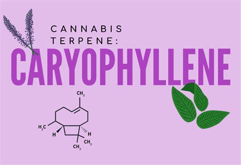 Cannabis Terpenes: Caryophyllene - Passion Flower Cannabis