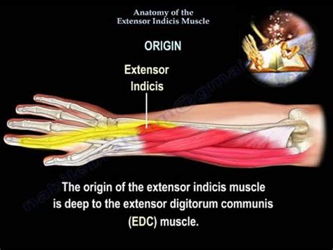 Anatomy of the Extensor Indicis Muscle - Everything You Need To Know ...