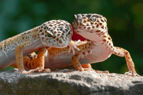 Leopard Gecko Breeding: How To Guide | Leopard gecko, Gecko, Reptiles pet