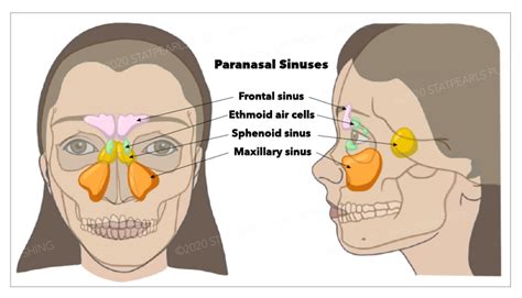 [Figure, Paranasal Sinuses. This image shows...] - StatPearls - NCBI ...