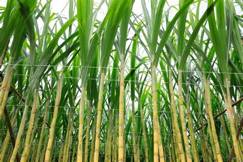 Sugarcane Cultivation in Tamil Nadu: Crop Profile, Management, Cost ...