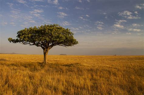 Savanna | Savanna grassland, Plains pictures, Nature inspiration