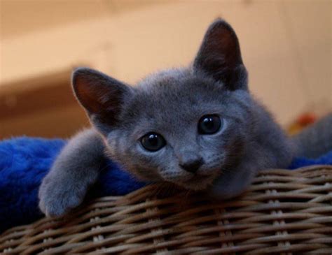 Russian Blue Cats For Adoption Near You - Rehome Adopt a Russian Blue Cat