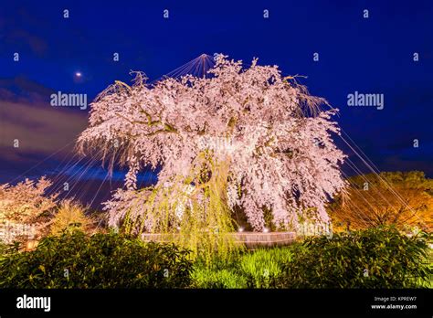 Maruyama Park in Kyoto, Japan during the spring cherry blossom festival ...