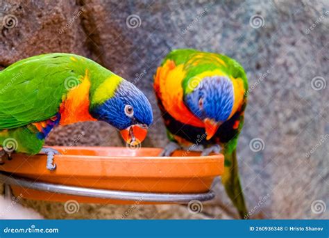 Colorful Parrot Macaw at Local Zoo. Exotic Birds.tropic Stock Photo ...