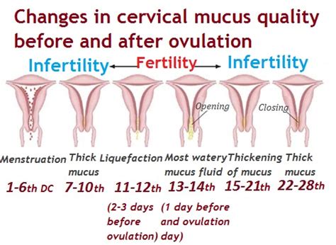 Discharge After Ovulation If Pregnant : Signs Of Ovulation To Know If ...