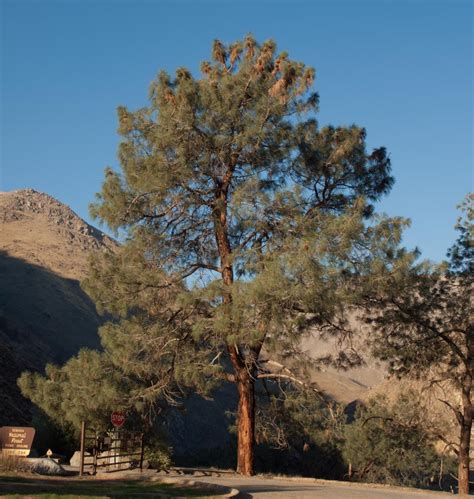 Pinus coulteri (Coulter pine) description - The Gymnosperm Database