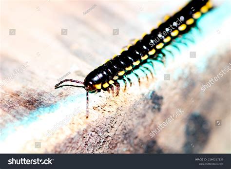 Centipedes Chilopoda Class Venomous Animals Flat Stock Photo 2160217139 ...