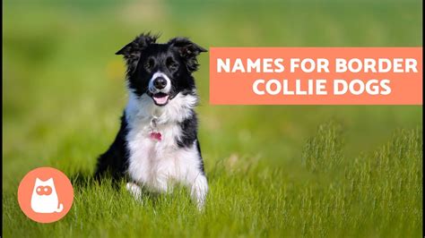 The Best Border Collie Names - YouTube