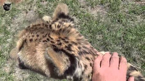 Cheetah purring - YouTube