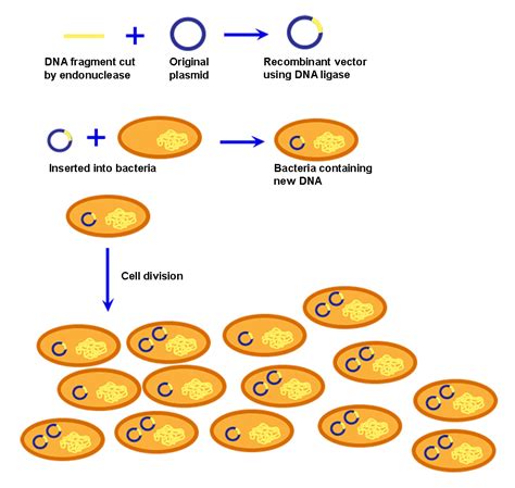 Cloning | Biology for Non-Majors I