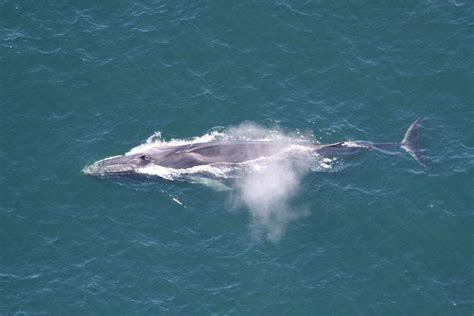 Fin Whale | NOAA Fisheries