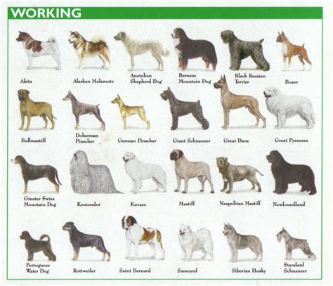 Working Dog Breeds