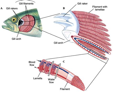 Pin on anatomy