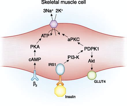 Hyperkalemia: An Overview for Pharmacists — tl;dr pharmacy