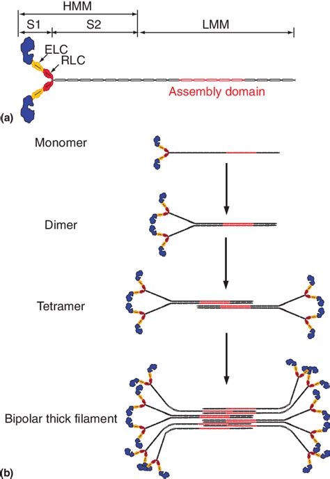 The anatomy of myosin II. (a) Basic domain structure of a single ...