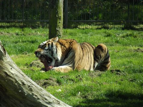 Tiger - Feeding Time Free Stock Photo - Public Domain Pictures