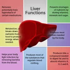 Importance of Liver Function - Assignment Point