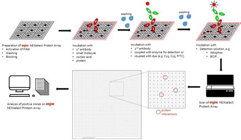 Protein Array Technology of engine - engine | the biomarker company