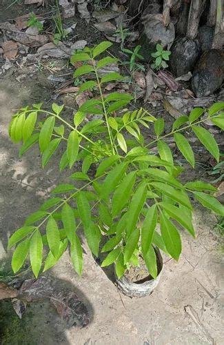 Indian Full Sun Exposure Amra Fruit Plant, For Fruits at Rs 145/plant ...