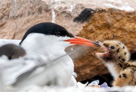 Manmade Common Tern breeding platform on Behance