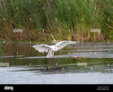 Great egret Egretta alba landing in a pool, from North Hide, Westhay ...