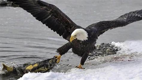 Bald eagle eating salmon photographed in Haines, Alaska | Daily Telegraph