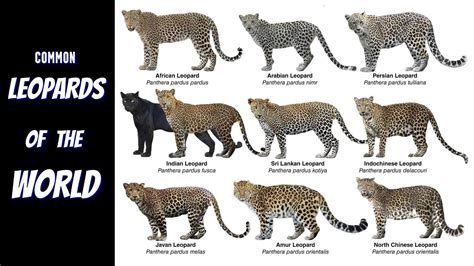 All Common Leopard Sub-species - YouTube