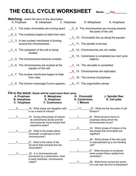 Cell Division Worksheet Answers