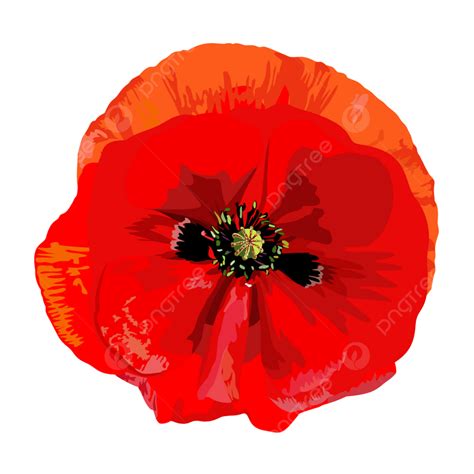 Red Poppy Vector Art PNG, Drawing A Single Red Poppy, Bloom, Petal ...