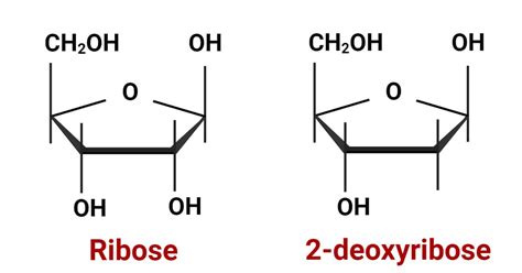 Pentose Sugar: Classification, Structural Forms, Uses