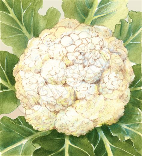 Cauliflower - Snowball Seeds | Eden Seeds