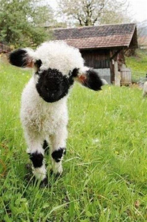 Valais Blacknose sheep/Switzerland | CREATURES | Pinterest | Pets, My ...