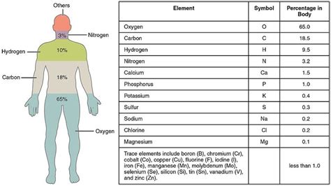 Human body - Wikipedia | Human body, Anatomy and physiology, Particles ...