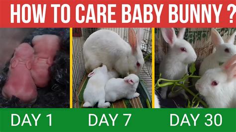 Baby bunny care | Baby rabbit care with 30 day update - YouTube