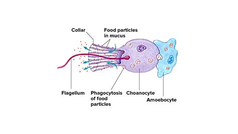 Where are choanocytes found in sponges?