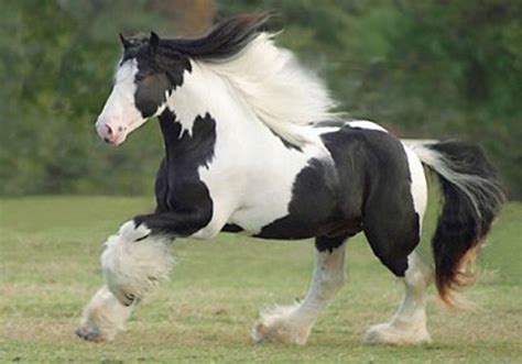 THE MOST BEAUTIFUL HORSE EVER. IN MY OPINION. | Clydesdale horses ...