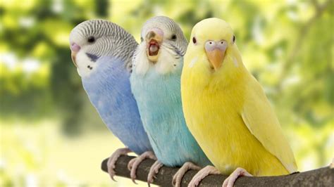 Budgie Care Sheet | PetMD