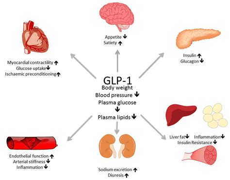 GLP-1 Agonists - What is it? - Sydenham Clinic