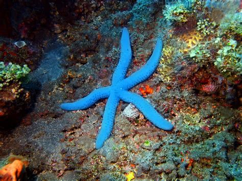 Starfish: Characteristics, reproduction, habitat, types and more