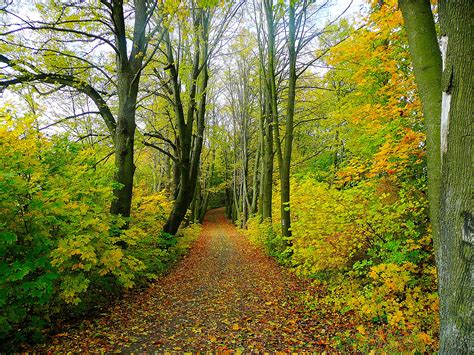 Path In The Woods Free Stock Photo - Public Domain Pictures