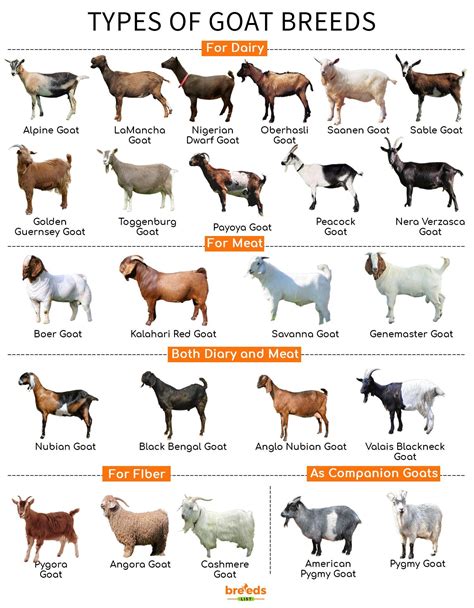 Goat Breeds - Facts, Types, and Pictures