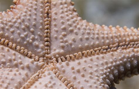 Red Cushion Sea Star (Oreaster reticulatus) - ANGARI Foundation