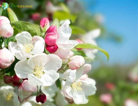 Apple blossom Flower | Malus coronaria | BioExplorer.net