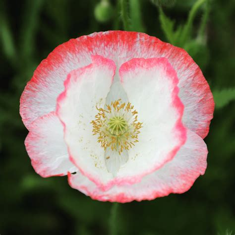 Free Images : papaveraceae, flower, flowering plant, petal, pink ...