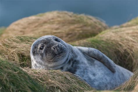 Orkney in Five - Wildlife | Orkney.com