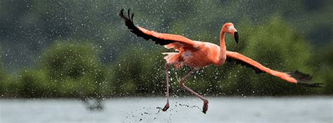 Can Flamingos Fly? Answers About Flamingo Flight - ABC