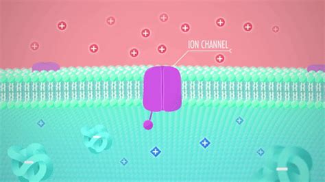 Voltage Gated Ion Channels Animation